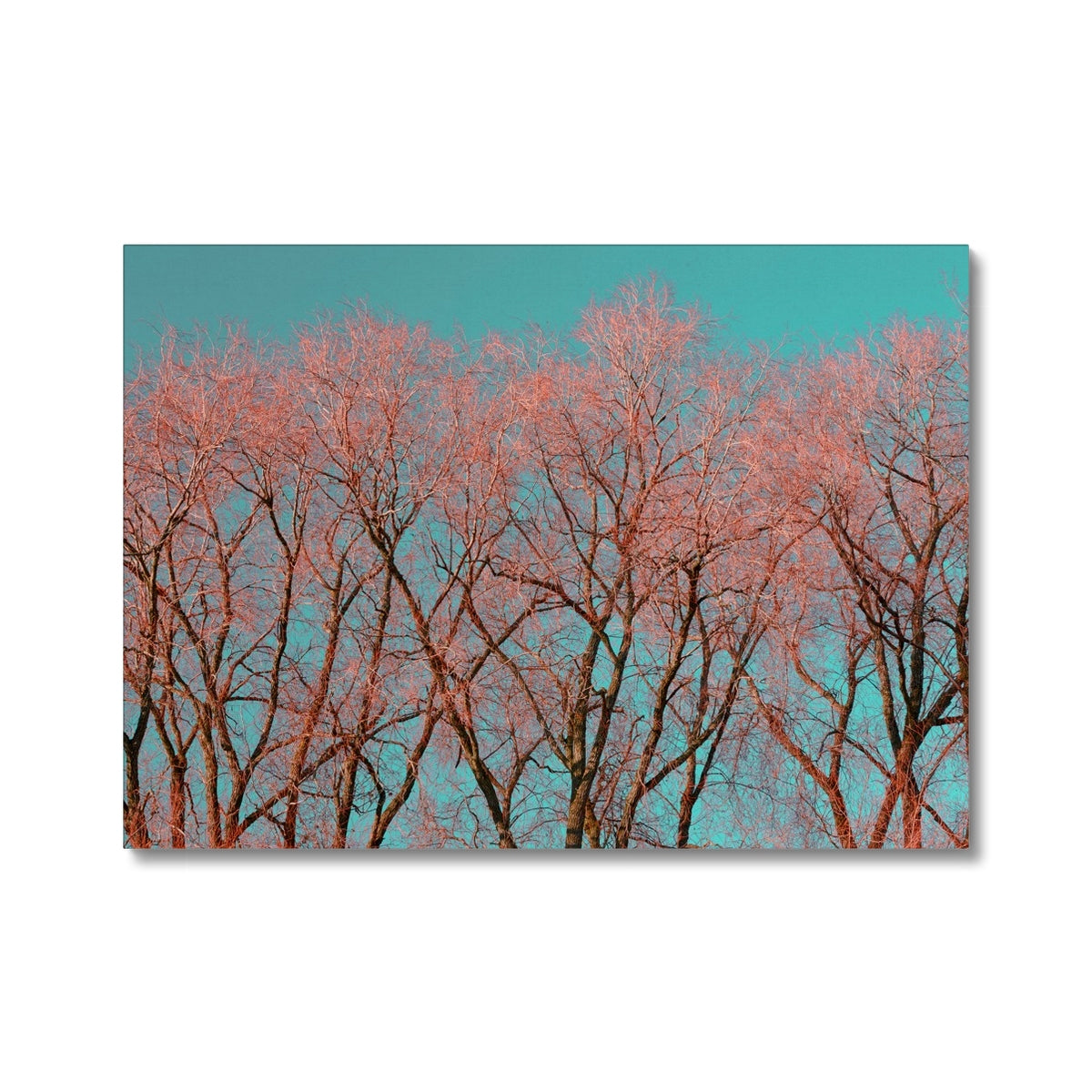 UK Photography Canvas Print Red Tree Warrington,Cityscape,Landscape Wall Art