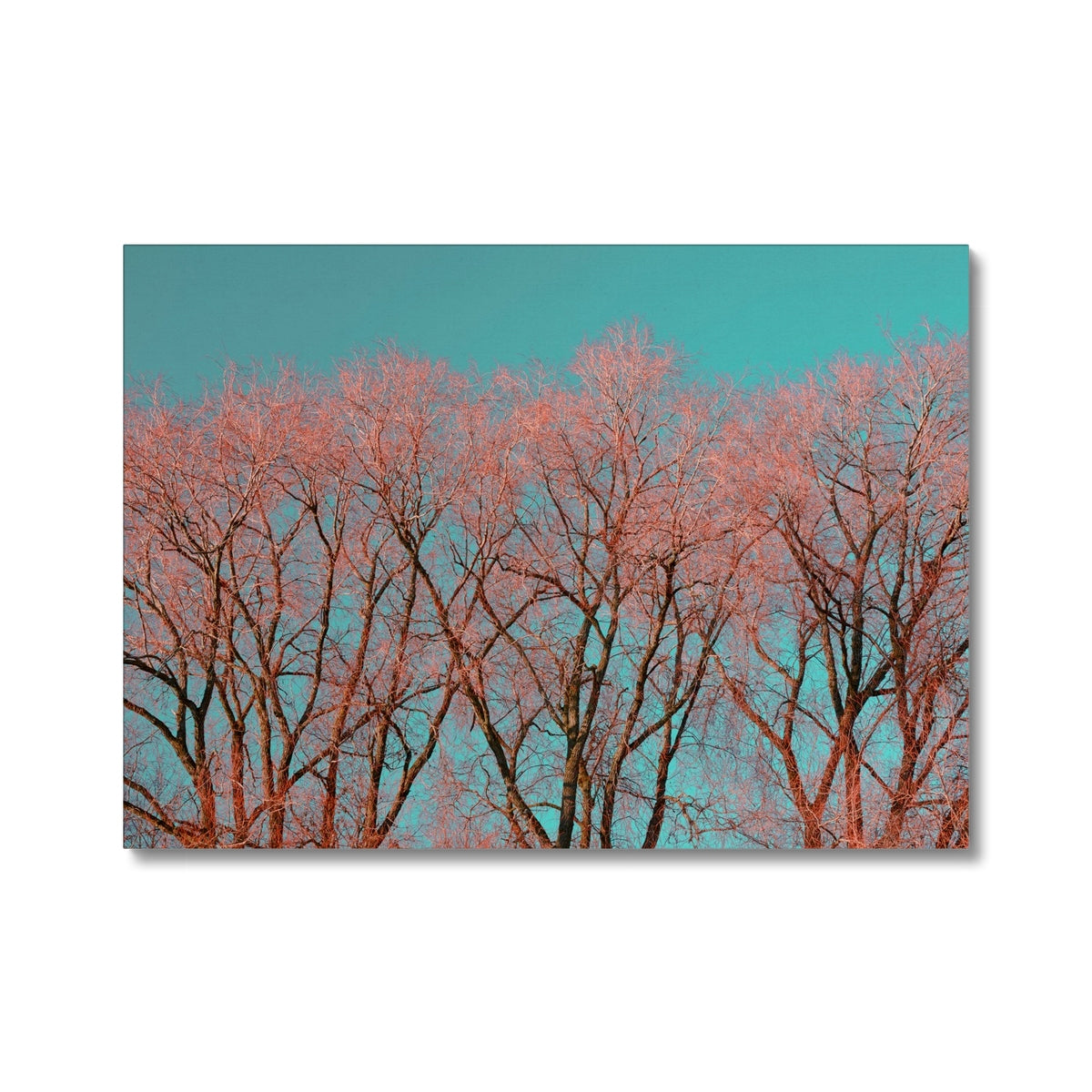 UK Photography Canvas Print Red Tree Warrington,Cityscape,Landscape Wall Art