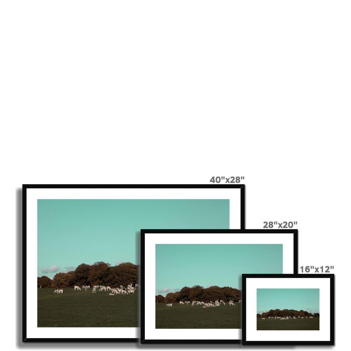 Tatton Park Deer,Warrington,England Framed & Mounted Print,Photography art print