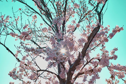 UK Photography Art Print of  Sakura-Cherry Blossom