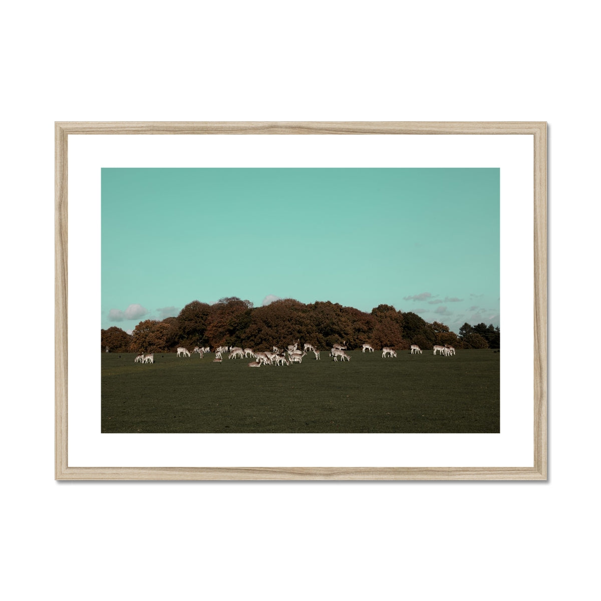 Tatton Park Deer,Warrington,England Framed & Mounted Print,Photography art print