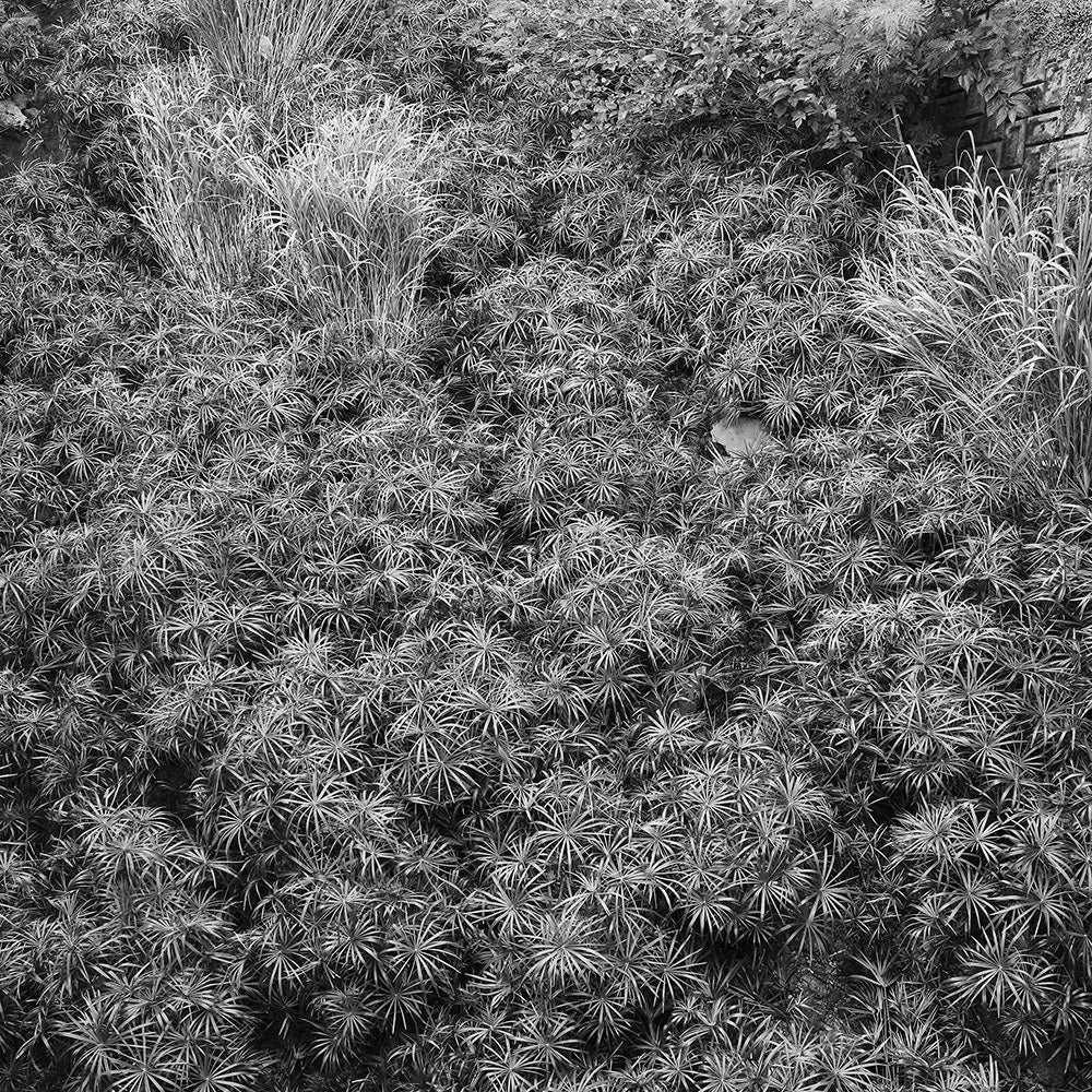 September Okinawa -Japan Landscape Wall Art, Black And White Photography Art Print