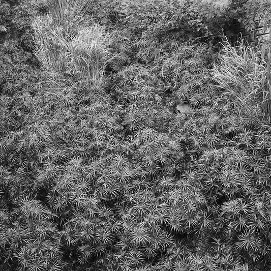 September Okinawa -Japan Landscape Wall Art, Black And White Photography Art Print