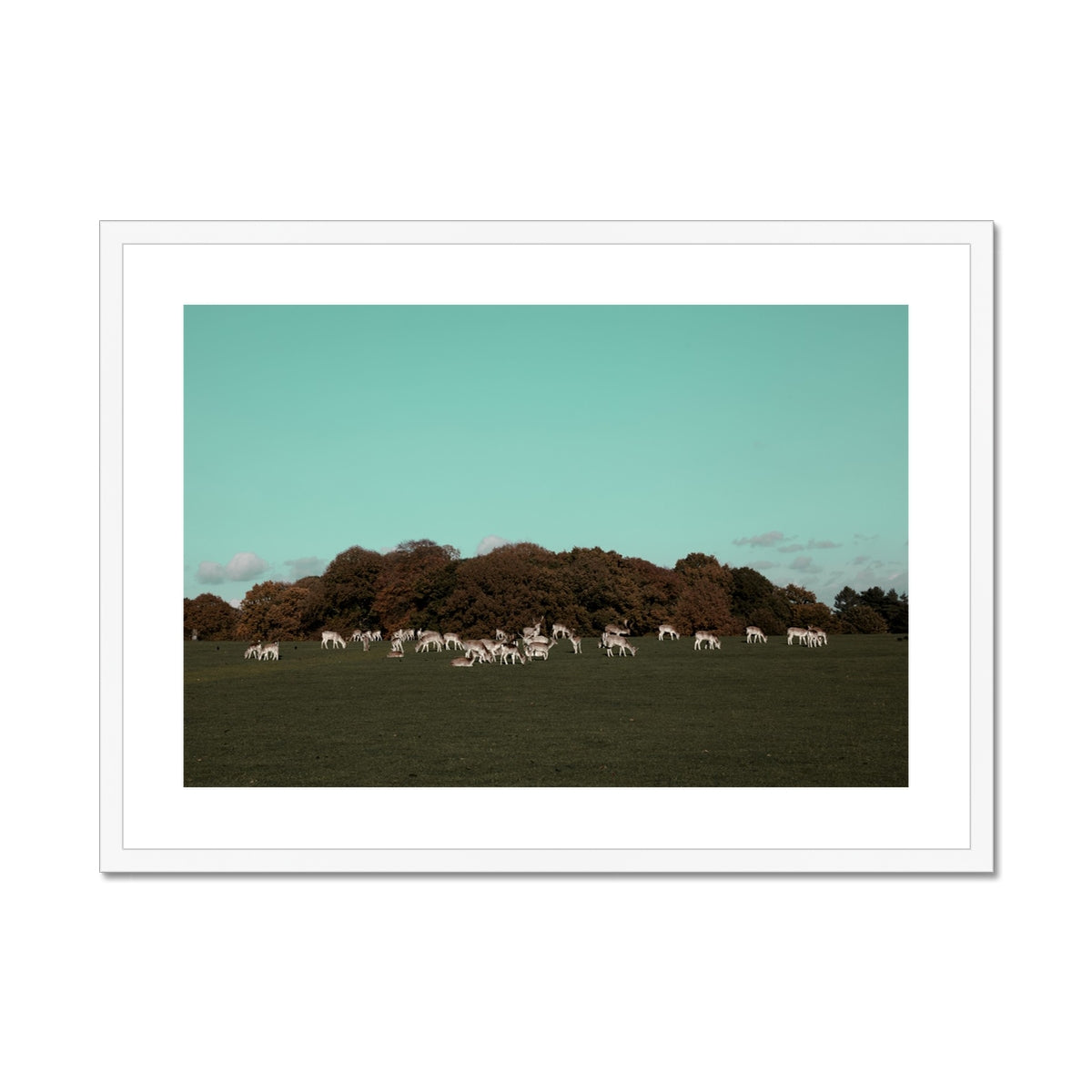 Tatton Park Deer,Warrington,England Framed & Mounted Print,Photography art print