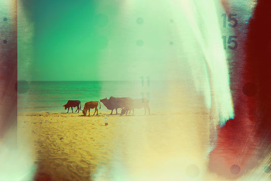 cow_on_the-_beach_wall_art_print