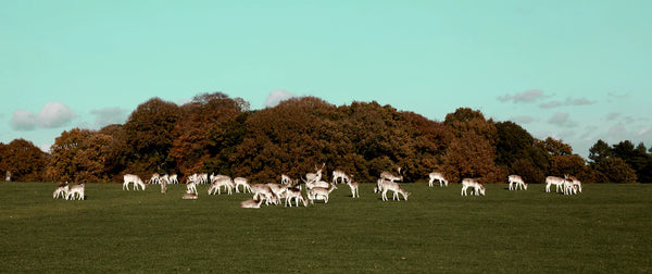 Return of the Deer Herd