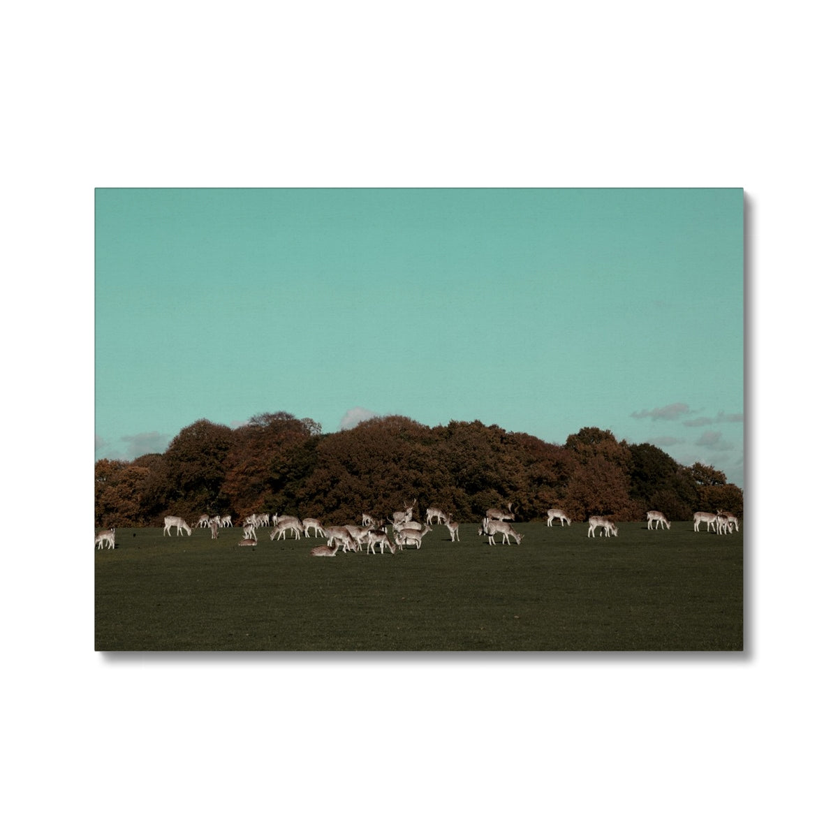 Canvas print of Tatton Park Deer,Warrington,England, Landscape,Photography art print