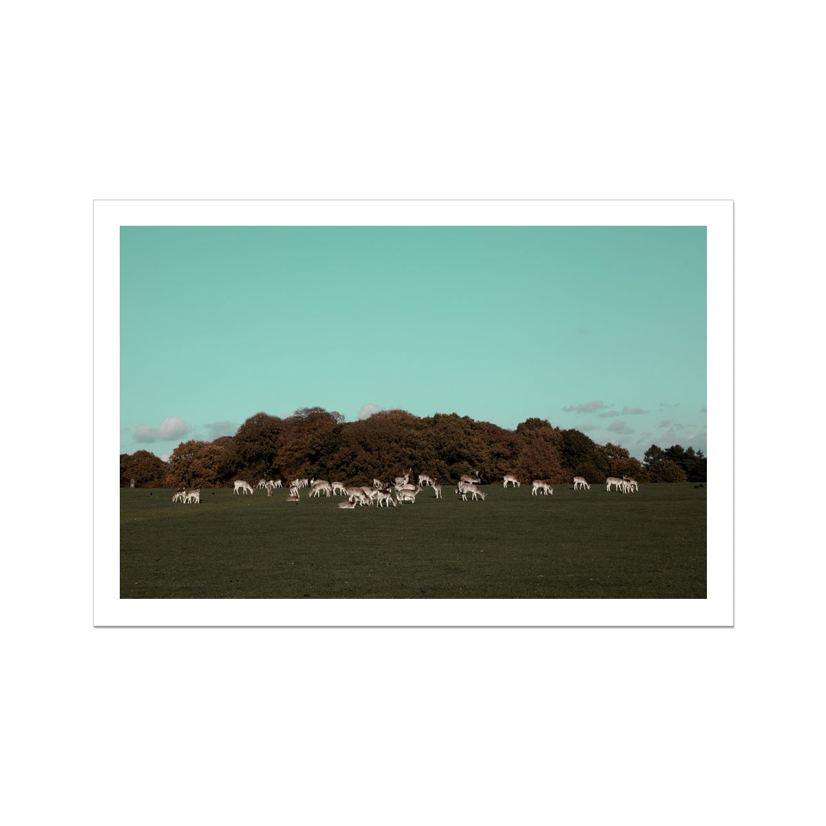 Photography art Print of Tatton Park deer, Warrington,UK , Landscape