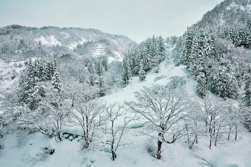 Quiet Winter Forest - Framed Canvas Photography Art Print