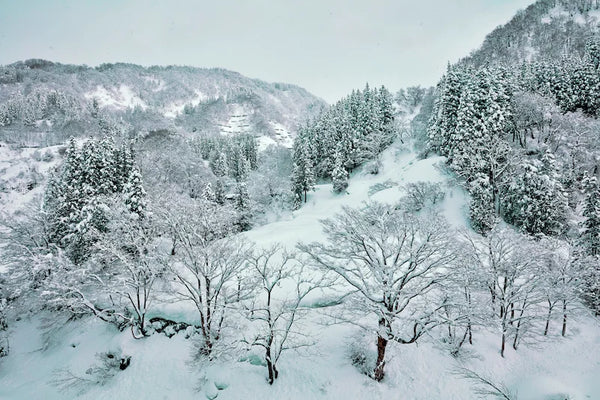 Quiet Winter Forest - Framed Canvas Photography Art Print