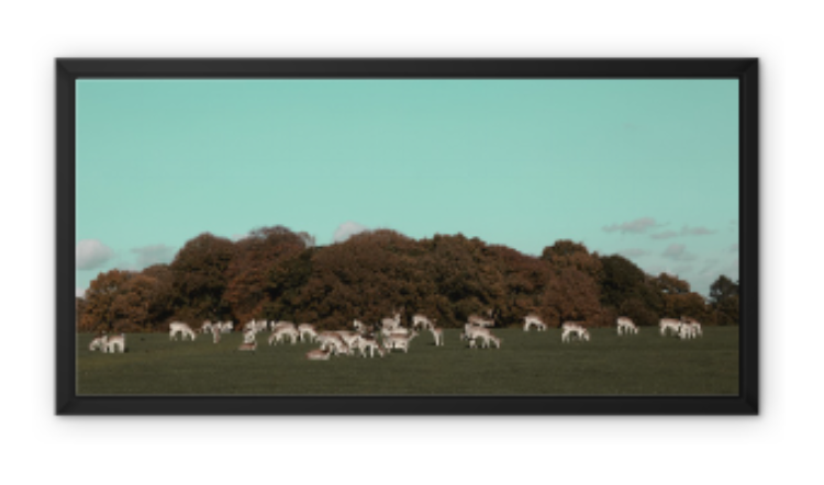 England Framed Canvas Print I Deer in Tatton Park,Warrington,UK I Landscape,skyline, photo print wall art