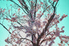 UK Photography Art Print of  Sakura-Cherry Blossom