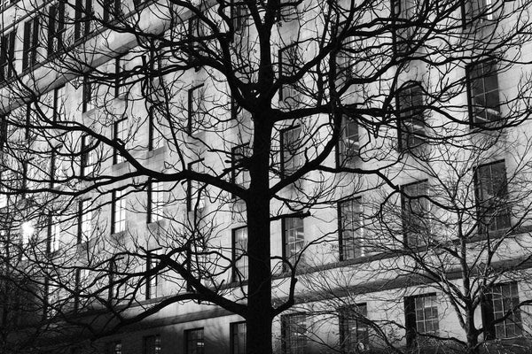 Winter Tree And Windows wall art