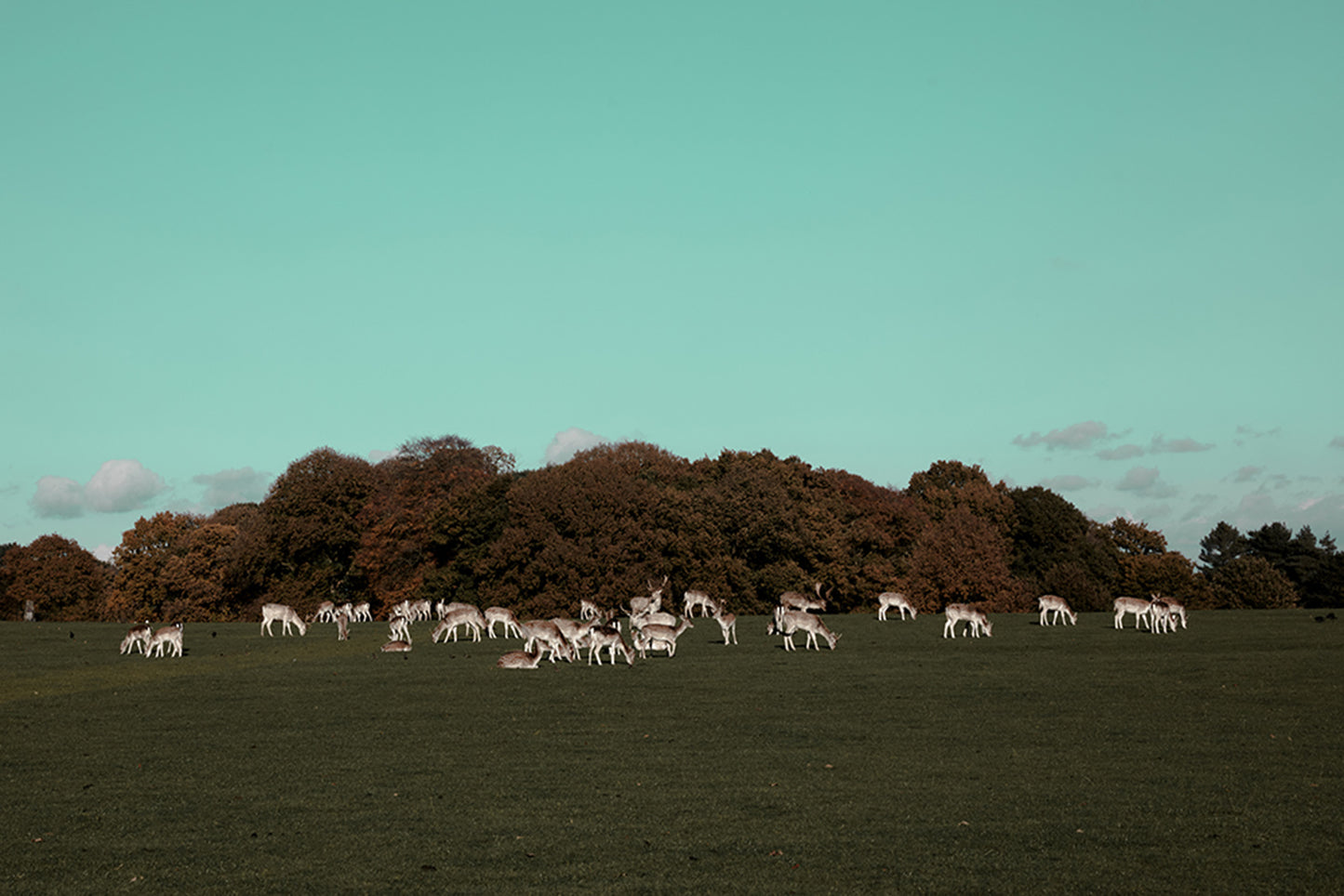 England Framed Canvas Print I Deer in Tatton Park,Warrington,UK I Landscape,skyline, photo print wall art