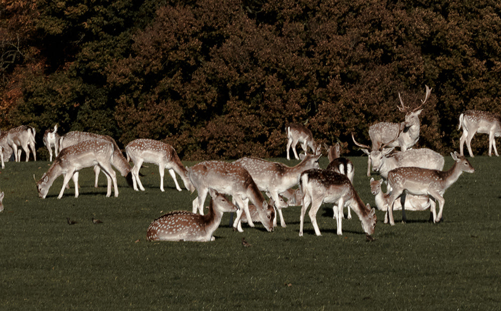 England Framed Canvas Print I Deer in Tatton Park,Warrington,UK I Landscape,skyline, photo print wall art