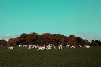 Return of the Deer Herd Framed Canvas