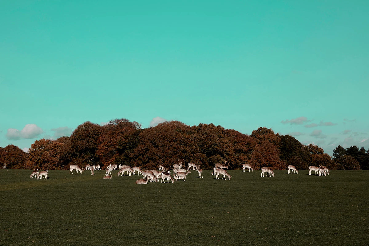 Return of the Deer Herd I Photography Framed & Mounted Art Print of UK I Skyline Wall Art Print