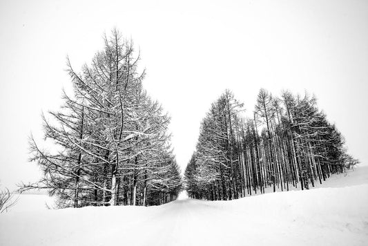 Fine Art photography Print of Bibe,Hokkaido,Japan in winter 美瑛町,winter scene ,Landcape Wall Art, wall decor - ManChingKC Photography