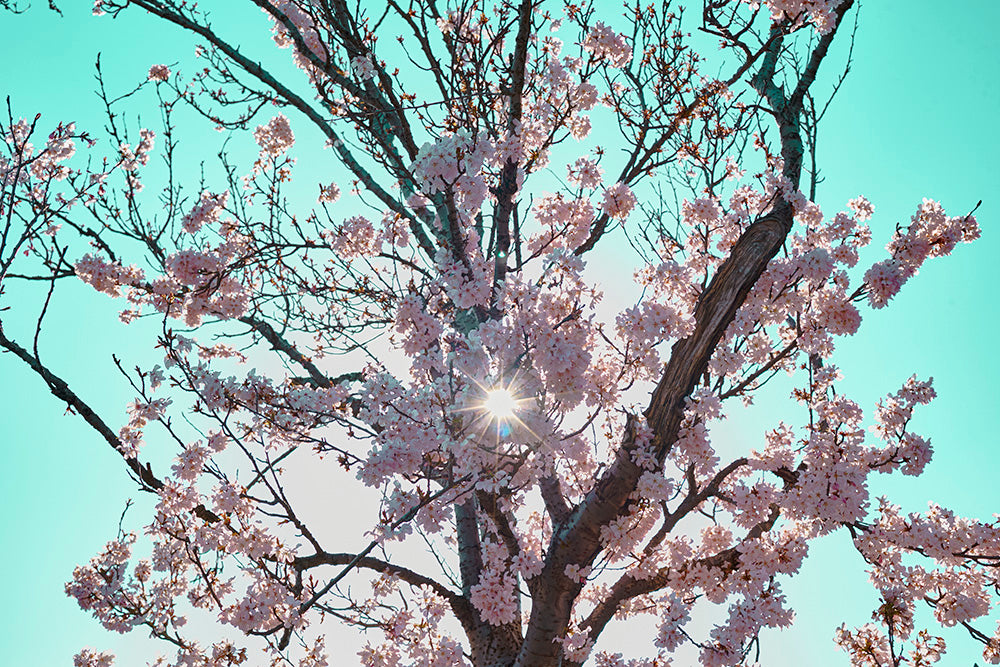 Photography Print of United Kingdom I Manchester Sakura-Cherry Blossom I Photo Wall Decor