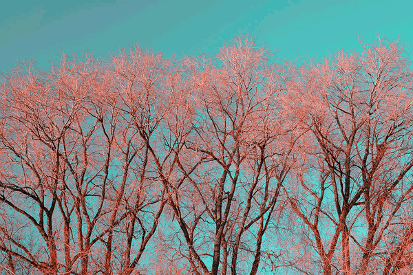 alt_pink-party-in-sky-art-Print