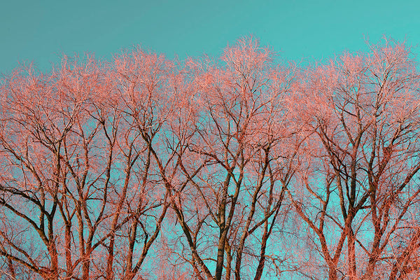 Photography Print of United Kingdom,Red Tree Warrington,Skyline,Cityscapes,Wall Art, Fine Art Print - ManChingKC Photography