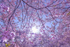 Photography print of Japan , Kozen-ji Garden Sakura & Skyline Wall Art