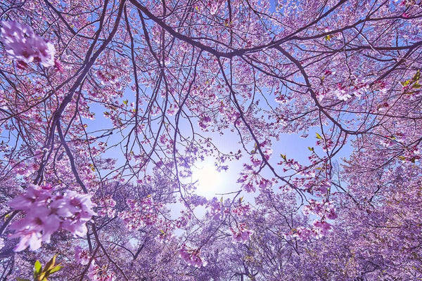 Photography print of Japan , Kozen-ji Garden Sakura & Skyline Wall Art
