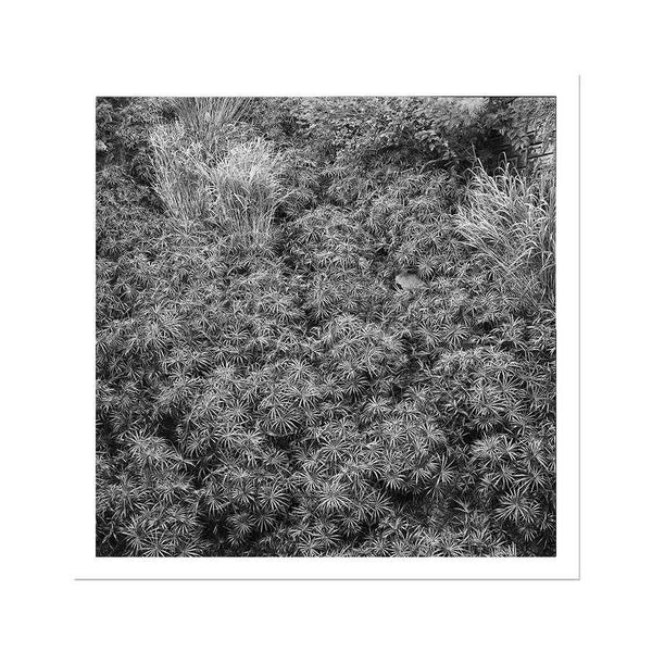 September Okinawa -Japan Landscape Wall Art, Black And White Photography Art Print