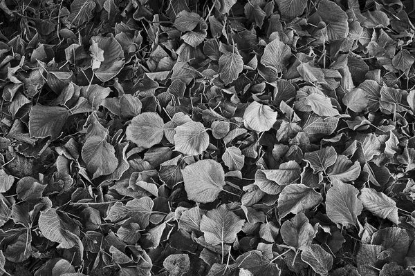    alt_warrington-_leaves_a