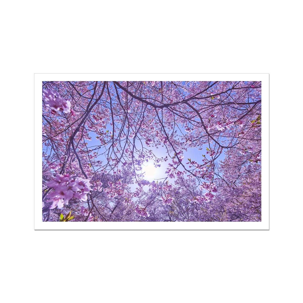 Photography print of Japan , Kozen-ji Garden Sakura & Skyline Wall Art