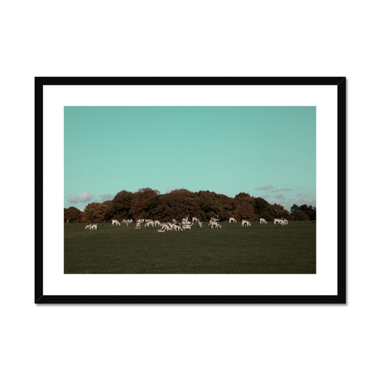 Tatton Park Deer,Warrington,England Framed & Mounted Print,Photography art print