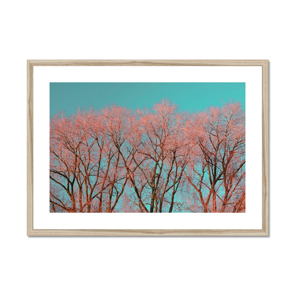 Warrington Framed & Mounted Photography Art Print , Red Tree, UK Wall Art