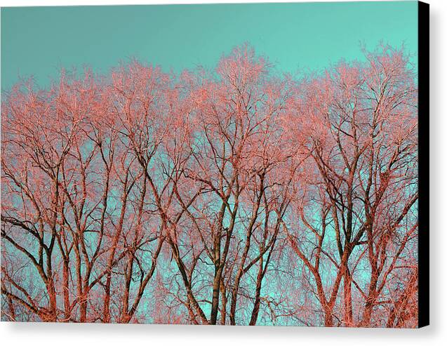 Red Tree Warrington,Photography Print of UK - Canvas Print