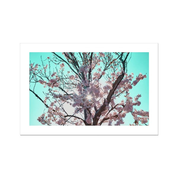 Photography Print of United Kingdom I Manchester Sakura-Cherry Blossom I Photo Wall Decor - ManChingKC Photography