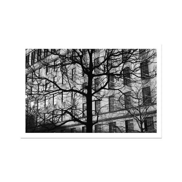 Winter Tree And Windows