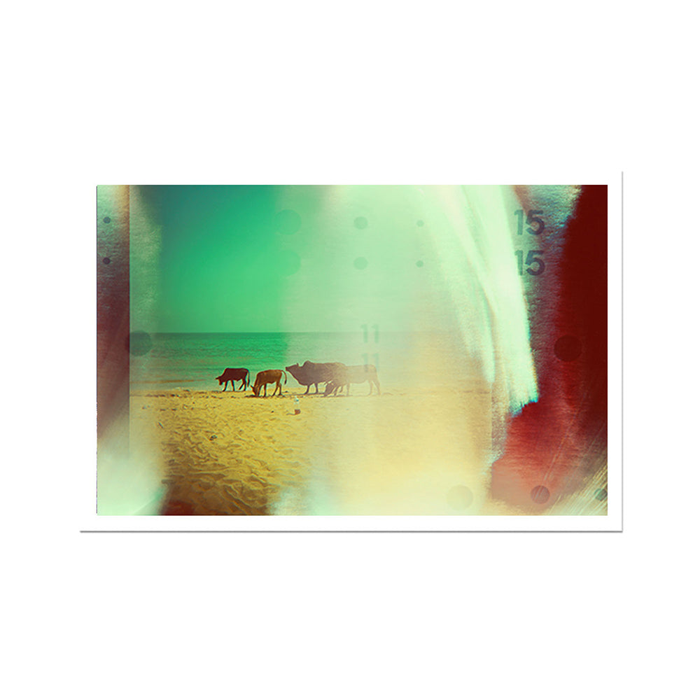 cow_on_the-_beach_broder